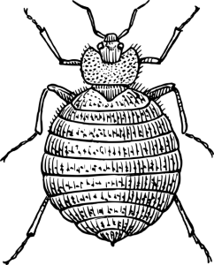 drawing of bed bug